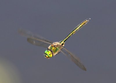 Metaalglanslibel - Brilliant Emerald