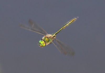 Metaalglanslibel - Brilliant Emerald