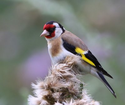 Putter - European Goldfinch