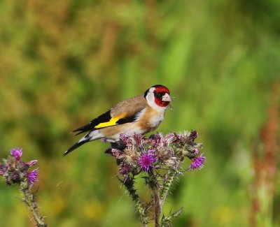 Putter - European Goldfinch
