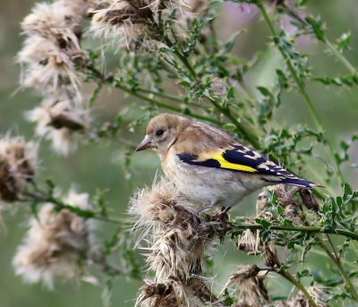 Putter - European Goldfinch