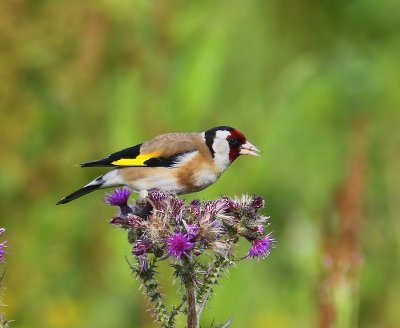 Putter - European Goldfinch