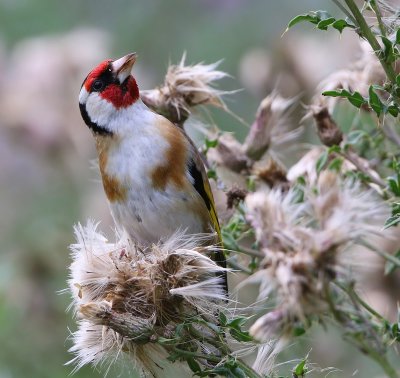 Putter - European Goldfinch