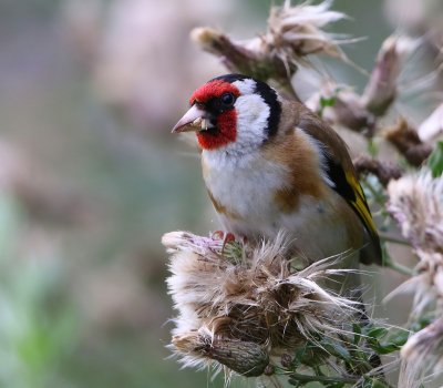 Putter - European Goldfinch