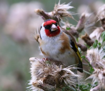 Putter - European Goldfinch