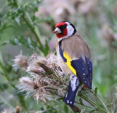 Putter - European Goldfinch