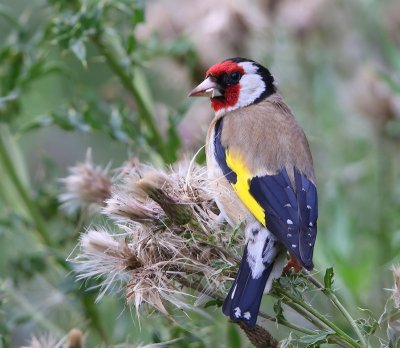 Putter - European Goldfinch