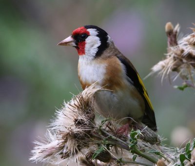 Putter - European Goldfinch