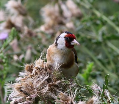 Putter - European Goldfinch