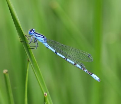 Watersnuffel - Common Bluet