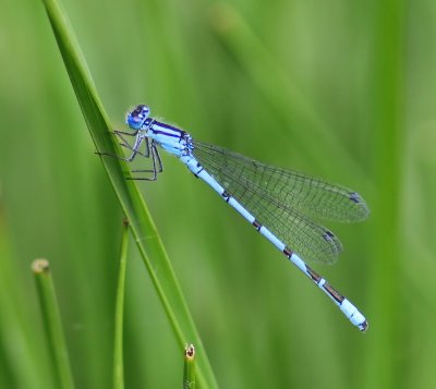 Watersnuffel - Common Bluet