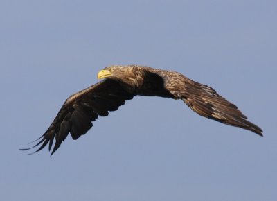 Zeearend - White-tailed Eagle