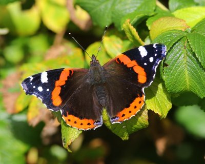 Atalanta - Red Admiral