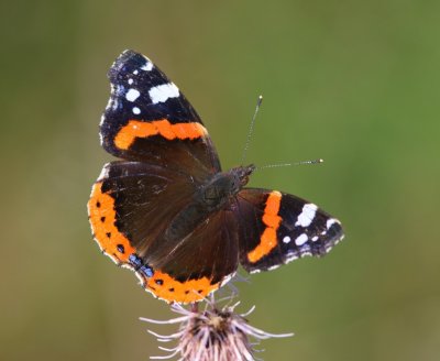 Atalanta - Red Admiral
