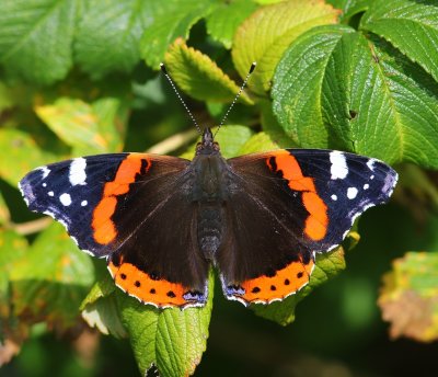 Atalanta - Red Admiral