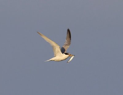 Dwergstern - Little Tern