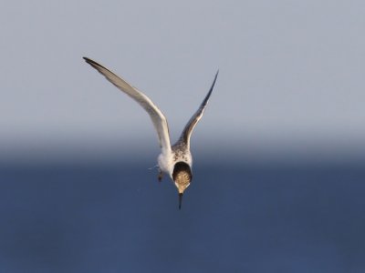 Dwergstern - Little Tern