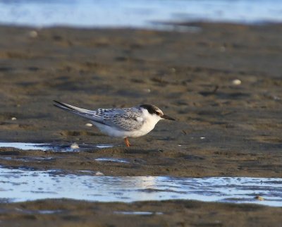 Dwergstern - Little Tern