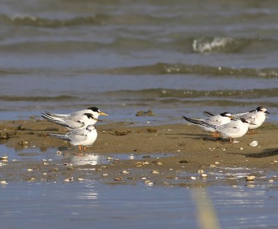 Dwergsterns - Little Terns