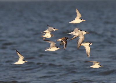 Dwergsterns - Little Terns