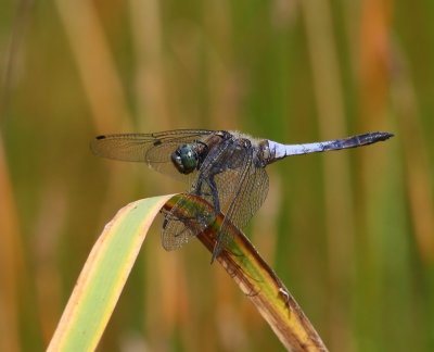 Gewone Oeverlibel - Black-tailed Skimmer