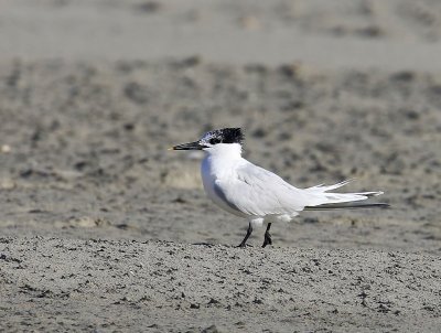 Grote Stern - Sandwich Tern