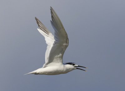 Grote Stern - Sandwich Tern