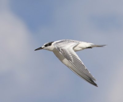 Grote Stern - Sandwich Tern