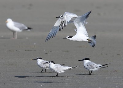 Grote Sterns - Sandwich Terns