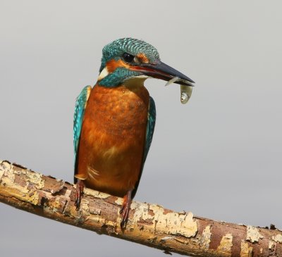 IJsvogel - Common Kingfisher