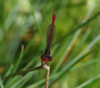 Koraaljuffer - Small Red Damselfly