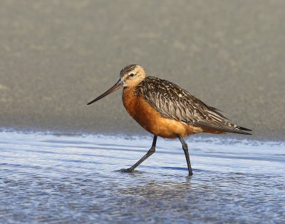 Rosse Grutto - Bar-tailed Godwit