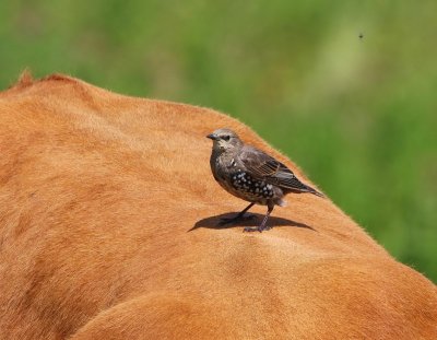 Spreeuw - Common Starling