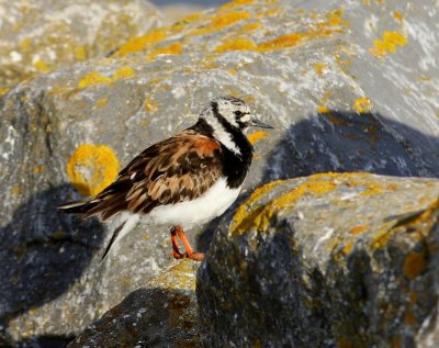 Steenloper - Ruddy Turnstone