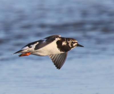 Steenloper - Ruddy Turnstone