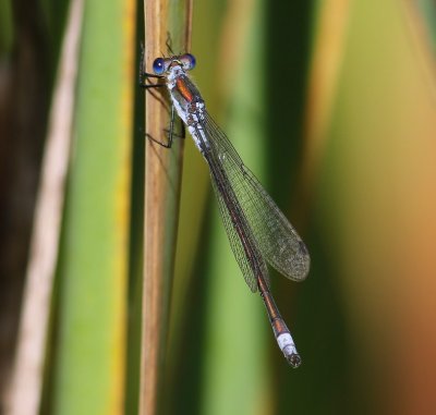 Gewone Pantserjuffer - Emerald Damselfly