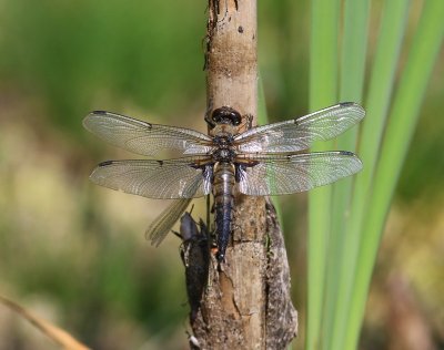 Viervlek - Four-spotted Chaser
