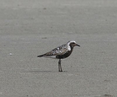Zilverplevier - Grey Plover