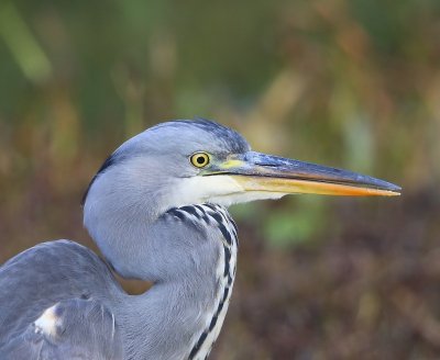 Blauwe Reiger - Grey Heron