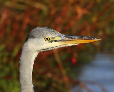 Blauwe Reiger - Grey Heron