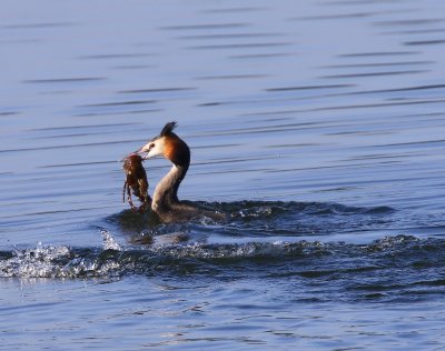 Fuut - Great Crested Grebe