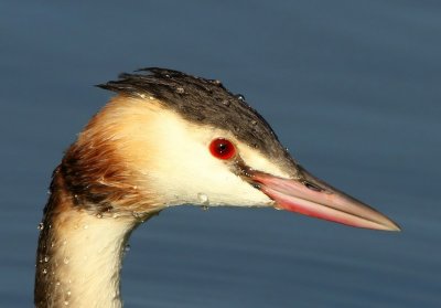 Fuut - Great Crested Grebe