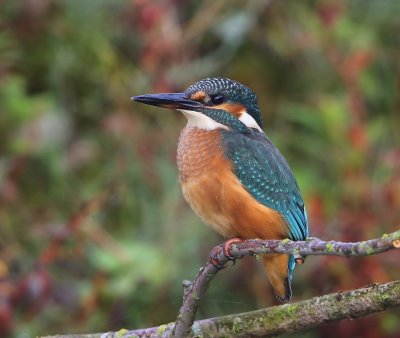 IJsvogel - Common Kingfisher