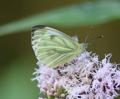 Klein Geaderd Witje - Green-veined White