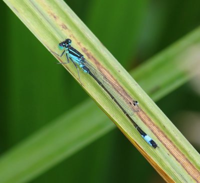 Lantaarntje - Blue-tailed Damselfly