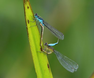 Lantaarntjes - Blue-tailed Damselflies