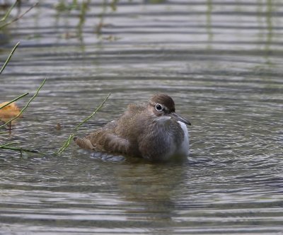 Oeverloper - Common Sandpiper