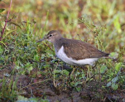 Oeverloper - Common Sandpiper