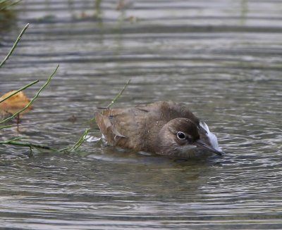 Oeverloper - Common Sandpiper