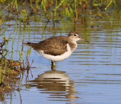 Oeverloper - Common Sandpiper